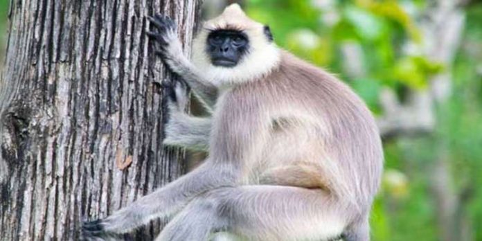 തിരുവനന്തപുരം മൃഗശാലയിൽനിന്ന് ചാടിപ്പോയ ഹനുമാൻ കുരങ്ങിനെ കണ്ടെത്തി ; പിടികൂടാനായില്ല തിരുവനന്തപുരം മൃഗശാലയിൽനിന്ന് ചാടിപ്പോയ ഹനുമാൻ കുരങ്ങിനെ കണ്ടെത്തി ; പിടികൂടാനായില്ല