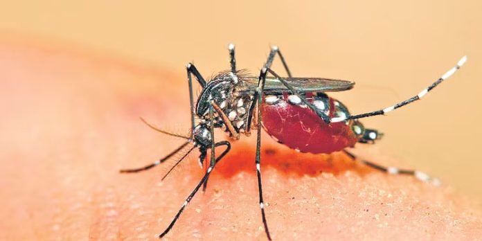 ഈഡിസ് കൊതുകുകളില് വൈറസ് സാന്നിധ്യം : ജാഗ്രത പാലിക്കണം ഈഡിസ് കൊതുകുകളില് വൈറസ് സാന്നിധ്യം : ജാഗ്രത പാലിക്കണം