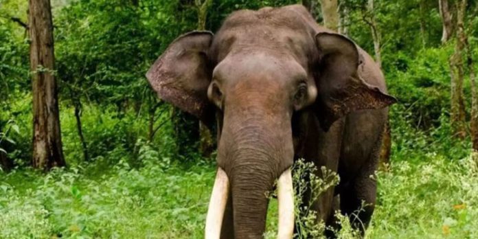 അരിക്കൊമ്പൻ അവശനെന്ന പ്രചാരണം തെറ്റ് : വിശദീകരണവുമായി കളക്കാട് കടുവാസങ്കതം ഡെപ്യൂട്ടി ഡയറക്ടർ അരിക്കൊമ്പൻ അവശനെന്ന പ്രചാരണം തെറ്റ് : വിശദീകരണവുമായി കളക്കാട് കടുവാസങ്കതം ഡെപ്യൂട്ടി ഡയറക്ടർ