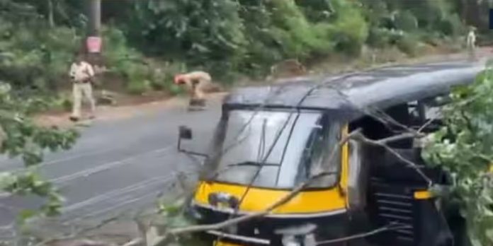 ഷൊര്ണൂരില് ഓട്ടോയുടെ മുകളിലേക്ക് മരംവീണു ഷൊര്ണൂരില് ഓട്ടോയുടെ മുകളിലേക്ക് മരംവീണു