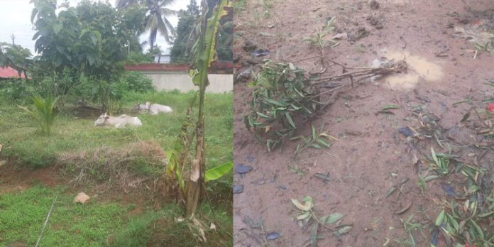 പശുക്കളെ കെട്ടി തോട്ടങ്ങൾ നശിപ്പിക്കുന്നതായി പരാതി പശുക്കളെ കെട്ടി തോട്ടങ്ങൾ നശിപ്പിക്കുന്നതായി പരാതി