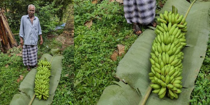 65 കിലോ തൂക്കമുള്ള വാഴക്കുല വിളവെടുത്ത് കര്ഷകന് 65 കിലോ തൂക്കമുള്ള വാഴക്കുല വിളവെടുത്ത് കര്ഷകന്