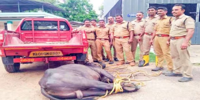 ആലപ്പുഴയില് കശാപ്പു ചെയ്യാന് നിര്ത്തിയിരുന്ന പോത്ത് വിരണ്ടോടി ; വനിതാ ഡോക്ടര്ക്കും ശുചീകരണത്തൊഴിലാളിക്കും പരുക്ക് ആലപ്പുഴയില് കശാപ്പു ചെയ്യാന് നിര്ത്തിയിരുന്ന പോത്ത് വിരണ്ടോടി ; വനിതാ ഡോക്ടര്ക്കും ശുചീകരണത്തൊഴിലാളിക്കും പരുക്ക്