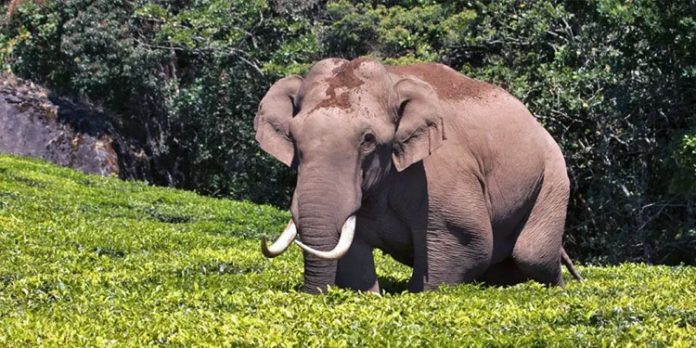 ചിന്നക്കനാലിൽ ചക്കക്കൊമ്പന്റെ ആക്രമണം ; ഒരാൾക്ക് പരുക്കേറ്റു ചിന്നക്കനാലിൽ ചക്കക്കൊമ്പന്റെ ആക്രമണം ; ഒരാൾക്ക് പരുക്കേറ്റു