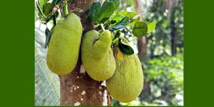ചക്കകാലമാണ്; ഗുണങ്ങള് അറിഞ്ഞ് ചക്ക കഴിക്കു ചക്കകാലമാണ്; ഗുണങ്ങള് അറിഞ്ഞ് ചക്ക കഴിക്കു