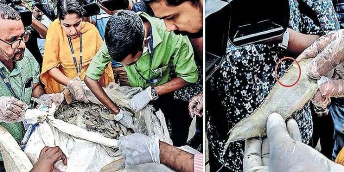 ചെകിള തുറക്കുമ്പോൾ പുഴുക്കൾ ; സോപ്പുപത പോലെ മാംസം ; പിടയ്ക്കുന്ന രാസമീൻ ’ ചെകിള തുറക്കുമ്പോൾ പുഴുക്കൾ ; സോപ്പുപത പോലെ മാംസം ; പിടയ്ക്കുന്ന രാസമീൻ ’