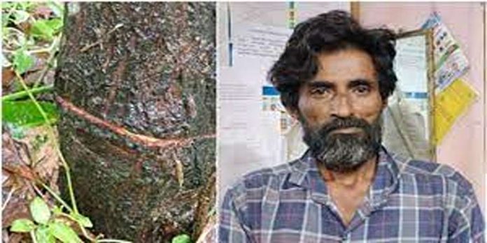 ചന്ദനമരം രാത്രി മുറിച്ച് കടത്താൻ ശ്രമം ; പോലീസെത്തി കൈയ്യോടെ പൊക്കി ചന്ദനമരം രാത്രി മുറിച്ച് കടത്താൻ ശ്രമം ; പോലീസെത്തി കൈയ്യോടെ പൊക്കി