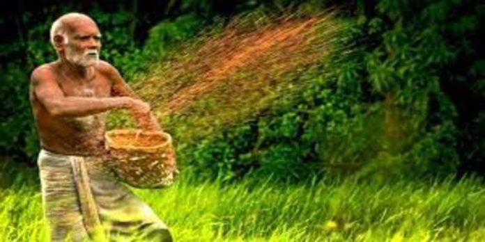 തടസങ്ങൾ നീങ്ങി ; നെൽ വില കുടിശ്ശിക കർഷകർക്ക് വിതരണം ചെയ്ത് സപ്ലൈകോ തടസങ്ങൾ നീങ്ങി ; നെൽ വില കുടിശ്ശിക കർഷകർക്ക് വിതരണം ചെയ്ത് സപ്ലൈകോ
