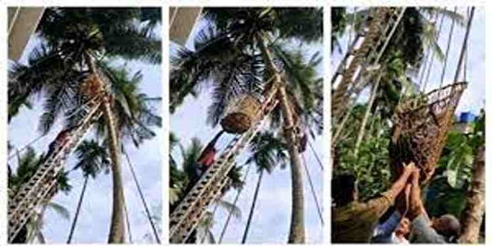 തേങ്ങ തലയിൽ വീണു; തെങ്ങുകയറ്റ മെഷീനിൽ കുടുങ്ങിക്കിടന്ന തൊഴിലാളിയെ ഫയർഫോഴ്സെത്തി താഴെയിറക്കി തേങ്ങ തലയിൽ വീണു; തെങ്ങുകയറ്റ മെഷീനിൽ കുടുങ്ങിക്കിടന്ന തൊഴിലാളിയെ ഫയർഫോഴ്സെത്തി താഴെയിറക്കി