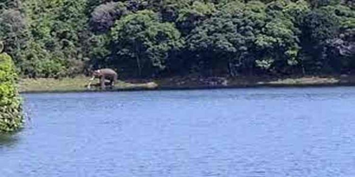 അരിക്കൊമ്പന് ആരോഗ്യവാന് ; നിലവിലുള്ളത് മണിമുത്താര് ഡാം പരിസരത്ത് അരിക്കൊമ്പന് ആരോഗ്യവാന് ; നിലവിലുള്ളത് മണിമുത്താര് ഡാം പരിസരത്ത്