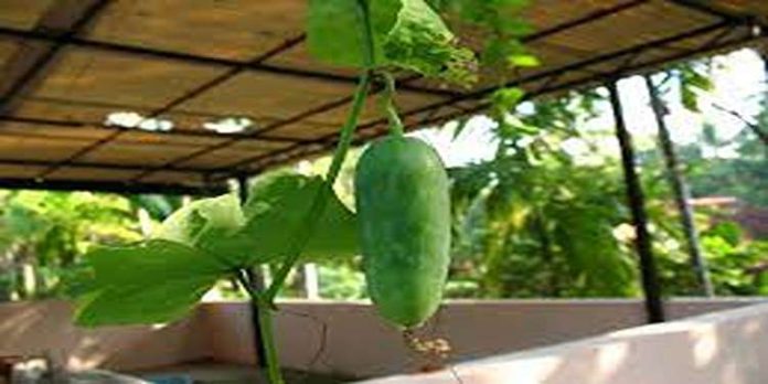 എളുപ്പത്തിൽ ചെയ്യാം കോവൽ കൃഷി ; വിശദമായി അറിയാം എളുപ്പത്തിൽ ചെയ്യാം കോവൽ കൃഷി ; വിശദമായി അറിയാം
