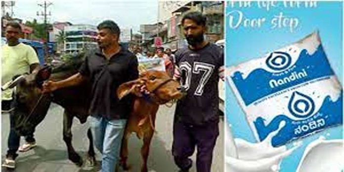 നന്ദിനി വേണ്ട, മിൽമ മതി ; പശുക്കളുമായി റോഡിലിറങ്ങി കർഷകരുടെ പ്രതിഷേധം നന്ദിനി വേണ്ട, മിൽമ മതി ; പശുക്കളുമായി റോഡിലിറങ്ങി കർഷകരുടെ പ്രതിഷേധം