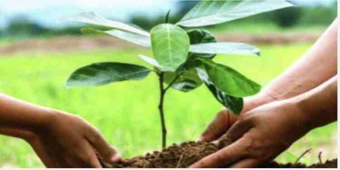 പന്നിവിഴ സന്തോഷ് വായനശാലയുടെ ആഭിമുഖ്യത്തിൽ ലോക പരിസ്ഥിതി ദിനം ആചരിച്ചു പന്നിവിഴ സന്തോഷ് വായനശാലയുടെ ആഭിമുഖ്യത്തിൽ ലോക പരിസ്ഥിതി ദിനം ആചരിച്ചു