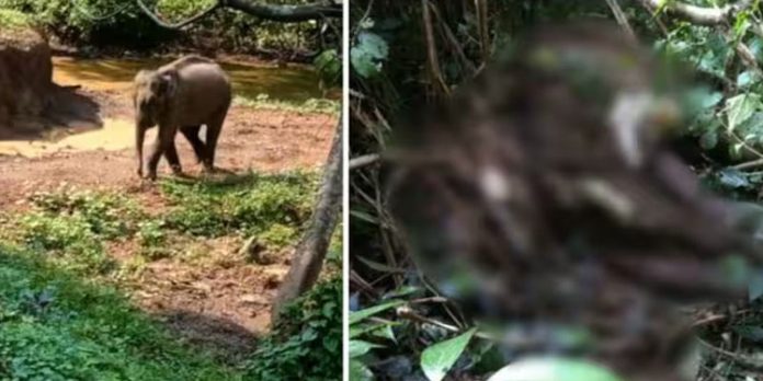 ആറളം ഫാമിൽ അവശനിലയിൽ കണ്ടെത്തിയ കുട്ടിയാന ചരിഞ്ഞു ആറളം ഫാമിൽ അവശനിലയിൽ കണ്ടെത്തിയ കുട്ടിയാന ചരിഞ്ഞു