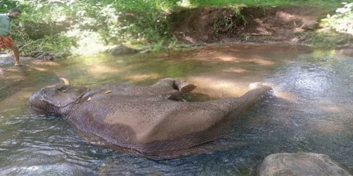 കൊക്കാത്തോട്ടില് കാട്ടാനയെ ചരിഞ്ഞ നിലയില് കണ്ടെത്തി കൊക്കാത്തോട്ടില് കാട്ടാനയെ ചരിഞ്ഞ നിലയില് കണ്ടെത്തി