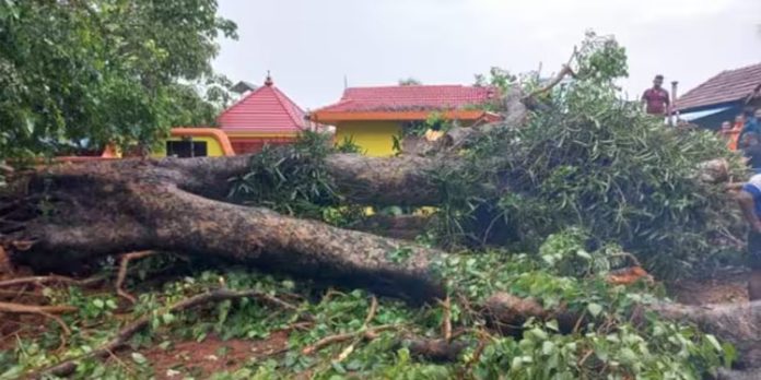 ഫുട്ബോൾ കളിക്കുന്നതിനിടെ ആല്മരം വീണ് എട്ടുവയസുകാരന് മരിച്ചു ഫുട്ബോൾ കളിക്കുന്നതിനിടെ ആല്മരം വീണ് എട്ടുവയസുകാരന് മരിച്ചു