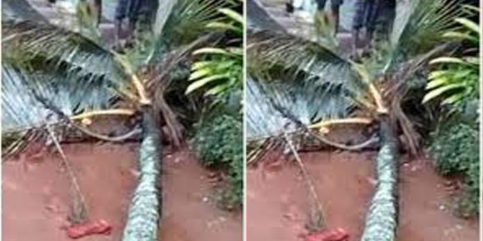 തൃശൂര് എളവള്ളിയില് തെങ്ങ് കടപുഴകി വീണ് വയോധികയ്ക്ക് പരിക്ക് തൃശൂര് എളവള്ളിയില് തെങ്ങ് കടപുഴകി വീണ് വയോധികയ്ക്ക് പരിക്ക്