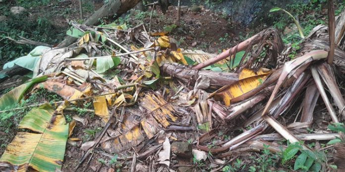കാട്ടാനയുടെ ആക്രമണത്തില് കൃഷി നാശം കാട്ടാനയുടെ ആക്രമണത്തില് കൃഷി നാശം