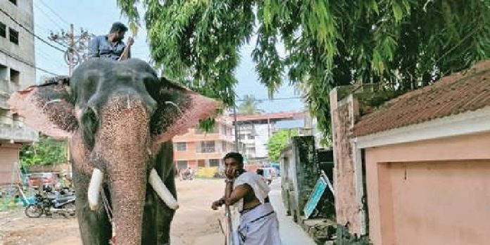 ഗുരുവായൂരിനു പുറത്തുള്ള ആനകൾക്ക് ക്ഷേത്രനടയിലെത്തി പ്രണമിക്കുന്നതിന് വിലക്ക് ; പ്രതിഷേധവുമായി ഗുരുവായൂർ ആനപ്രേമി സംഘം ഗുരുവായൂരിനു പുറത്തുള്ള ആനകൾക്ക് ക്ഷേത്രനടയിലെത്തി പ്രണമിക്കുന്നതിന് വിലക്ക് ; പ്രതിഷേധവുമായി ഗുരുവായൂർ ആനപ്രേമി സംഘം