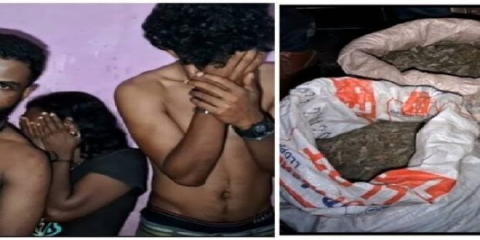 വടക്കേക്കരയിൽ 20 കിലോ കഞ്ചാവുമായി ദമ്പതികൾ ഉൾപ്പെടെ 3 പേർ പിടിയിൽ വടക്കേക്കരയിൽ 20 കിലോ കഞ്ചാവുമായി ദമ്പതികൾ ഉൾപ്പെടെ 3 പേർ പിടിയിൽ
