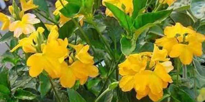 കനകാംബരത്തിന്റെ കനകമൂല്യം; നട്ടുവളര്ത്താം കനകാംബരം കനകാംബരത്തിന്റെ കനകമൂല്യം; നട്ടുവളര്ത്താം കനകാംബരം