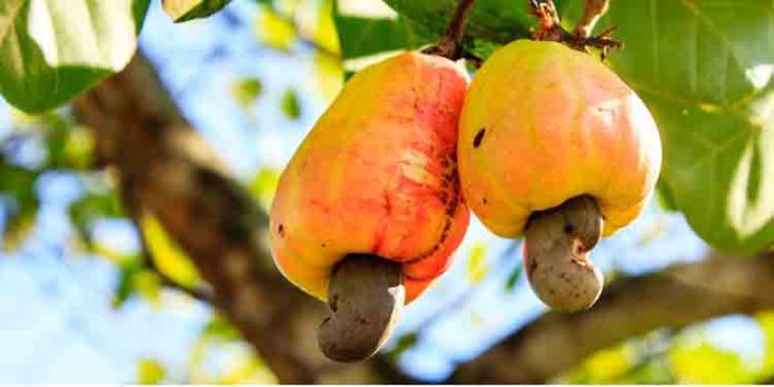 കശുമാവ് നട്ട് കാശ് ഉണ്ടാക്കാം ; അറിയാം പരിചരണം കശുമാവ് നട്ട് കാശ് ഉണ്ടാക്കാം ; അറിയാം പരിചരണം