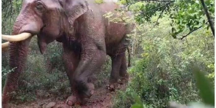 ബാഹുബലി ആരോഗ്യവാൻ, തൽക്കാലം പിടിക്കില്ല ; മയക്കുവെടി വെക്കാനുളള തീരുമാനം മരവിപ്പിച്ചു ബാഹുബലി ആരോഗ്യവാൻ, തൽക്കാലം പിടിക്കില്ല ; മയക്കുവെടി വെക്കാനുളള തീരുമാനം മരവിപ്പിച്ചു