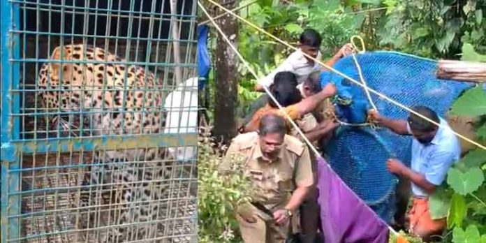 സീതത്തോട്ടില് ആറുമാസം പ്രായമുള്ള പുലിക്കുട്ടിയെ പരിക്കുകളോടെ കണ്ടെത്തി സീതത്തോട്ടില് ആറുമാസം പ്രായമുള്ള പുലിക്കുട്ടിയെ പരിക്കുകളോടെ കണ്ടെത്തി