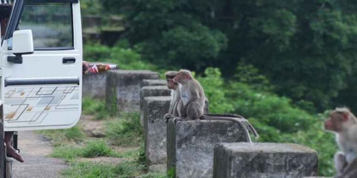 കുരങ്ങുകള്ക്ക് നേരെ മദ്യകുപ്പി നീട്ടി ; കേസെടുത്ത് വനം വകുപ്പ് കുരങ്ങുകള്ക്ക് നേരെ മദ്യകുപ്പി നീട്ടി ; കേസെടുത്ത് വനം വകുപ്പ്