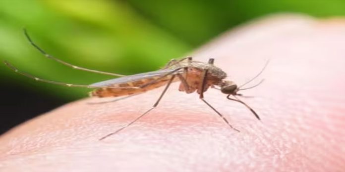 ഡെങ്കിപ്പനി : അതീവ ജാഗ്രത വേണം ഡെങ്കിപ്പനി : അതീവ ജാഗ്രത വേണം