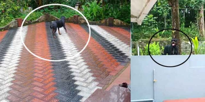 ആക്രമകാരിയായ റോട്ട് വീലർ നായയെ അഴിച്ചുവിട്ട് അയല്വാസിയുടെ പരാക്രമം – കുട്ടികളും മുതിര്ന്നവരും ഭീതിയില് ആക്രമകാരിയായ റോട്ട് വീലർ നായയെ അഴിച്ചുവിട്ട് അയല്വാസിയുടെ പരാക്രമം – കുട്ടികളും മുതിര്ന്നവരും ഭീതിയില്