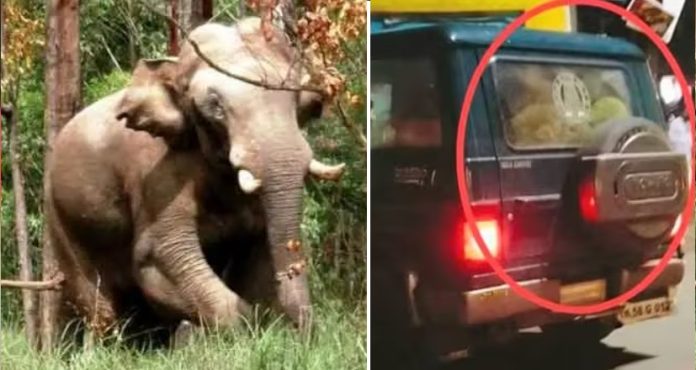 നാട്ടിലേക്ക് ഭക്ഷണം തേടി ഇറങ്ങാതിരിക്കാൻ അരിക്കൊമ്പനായി കാട്ടില് അരി എത്തിച്ചു നല്കി തമിഴ്നാട് നാട്ടിലേക്ക് ഭക്ഷണം തേടി ഇറങ്ങാതിരിക്കാൻ അരിക്കൊമ്പനായി കാട്ടില് അരി എത്തിച്ചു നല്കി തമിഴ്നാട്