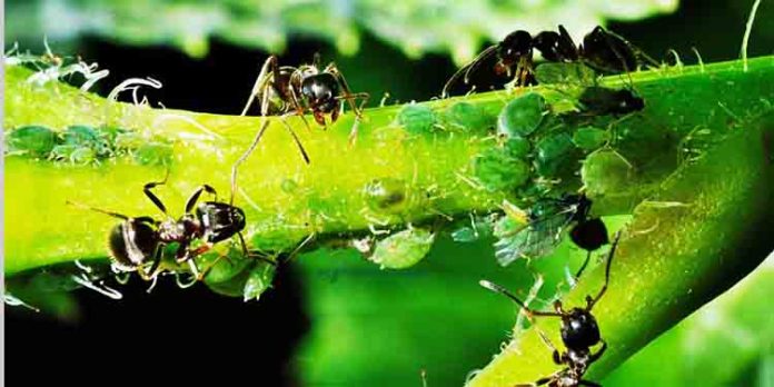 പച്ചക്കറികളിലെ ഉറുമ്പുശല്യം എങ്ങനെ കുറയ്ക്കാം? പച്ചക്കറികളിലെ ഉറുമ്പുശല്യം എങ്ങനെ കുറയ്ക്കാം?