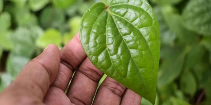 വെറ്റില കിട്ടാനില്ല ; ഇപ്പോള് കൃഷിയിറക്കിയാൽ….ലാഭം കിട്ടും വെറ്റില കിട്ടാനില്ല ; ഇപ്പോള് കൃഷിയിറക്കിയാൽ….ലാഭം കിട്ടും