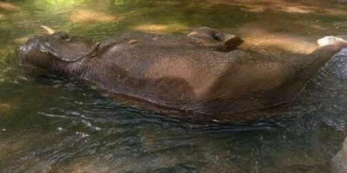 കോന്നിയിൽ കാട്ടാനയെ ചരിഞ്ഞ നിലയിൽ കണ്ടെത്തി കോന്നിയിൽ കാട്ടാനയെ ചരിഞ്ഞ നിലയിൽ കണ്ടെത്തി