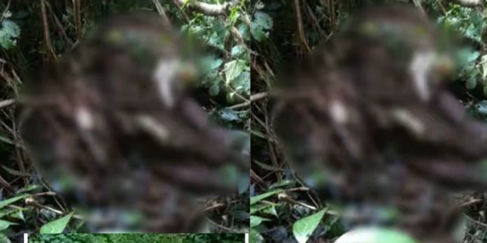 ആറളം ഫാമിൽ അവശനിലയിൽ കണ്ടെത്തിയ കുട്ടിയാന ചരിഞ്ഞു ആറളം ഫാമിൽ അവശനിലയിൽ കണ്ടെത്തിയ കുട്ടിയാന ചരിഞ്ഞു
