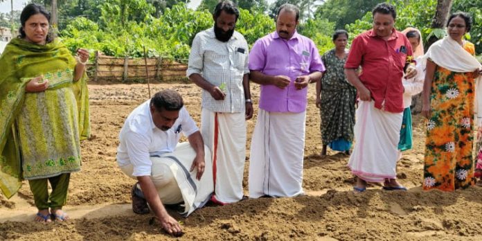 പുലിയൂരില് ബന്ദിപൂ കൃഷി ആരംഭിച്ചു പുലിയൂരില് ബന്ദിപൂ കൃഷി ആരംഭിച്ചു