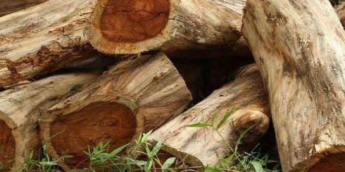 മുട്ടില് മരംമുറി ; റവന്യൂ വകുപ്പിന്റെ ഭാഗത്ത് വീഴ്ചയില്ലെന്ന് ജില്ലാ കളക്ടര് മുട്ടില് മരംമുറി ; റവന്യൂ വകുപ്പിന്റെ ഭാഗത്ത് വീഴ്ചയില്ലെന്ന് ജില്ലാ കളക്ടര്