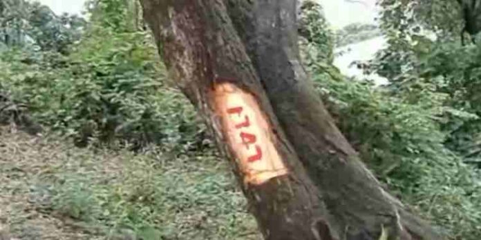 കാലിക്കറ്റ് സർവകലാശാലയിൽ രണ്ടായിരം മരങ്ങൾ മുറിക്കാൻ നീക്കം കാലിക്കറ്റ് സർവകലാശാലയിൽ രണ്ടായിരം മരങ്ങൾ മുറിക്കാൻ നീക്കം