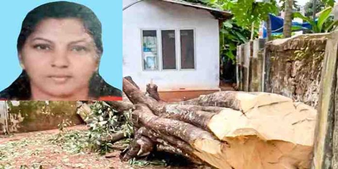 വെട്ടിമാറ്റുന്നതിനിടെ പുളിമരം ദേഹത്തേക്ക് വീണ് വീട്ടമ്മക്ക് ദാരുണാന്ത്യം വെട്ടിമാറ്റുന്നതിനിടെ പുളിമരം ദേഹത്തേക്ക് വീണ് വീട്ടമ്മക്ക് ദാരുണാന്ത്യം