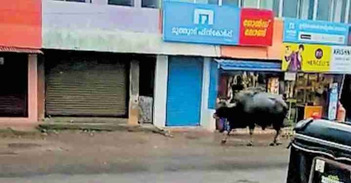 ഒറ്റയാൻ കാട്ടുപോത്ത് ഹൈവേയിൽ ഇറങ്ങി ; ഭീതിയോടെ ജനം ഒറ്റയാൻ കാട്ടുപോത്ത് ഹൈവേയിൽ ഇറങ്ങി ; ഭീതിയോടെ ജനം