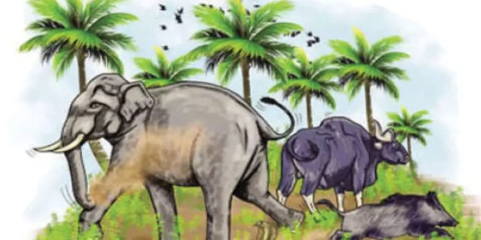 വന്യജീവി ആക്രമണങ്ങളില് വലഞ്ഞ് മലയോര ജനത വന്യജീവി ആക്രമണങ്ങളില് വലഞ്ഞ് മലയോര ജനത