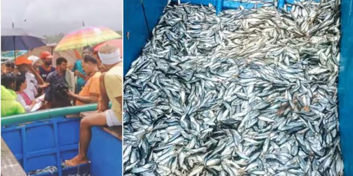 ബോട്ട് നിറഞ്ഞ് അയലക്കുഞ്ഞുങ്ങൾ ; വള്ളം പിടിച്ചെടുത്ത് ഫിഷറീസ് വകുപ്പ്, കനത്ത പിഴ ബോട്ട് നിറഞ്ഞ് അയലക്കുഞ്ഞുങ്ങൾ ; വള്ളം പിടിച്ചെടുത്ത് ഫിഷറീസ് വകുപ്പ്, കനത്ത പിഴ