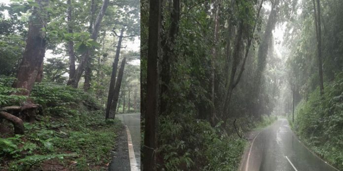 കോന്നി തണ്ണിത്തോട് റോഡിലെ പാഴ്മരങ്ങള് അപകടഭീഷണിയാകുന്നു കോന്നി തണ്ണിത്തോട് റോഡിലെ പാഴ്മരങ്ങള് അപകടഭീഷണിയാകുന്നു