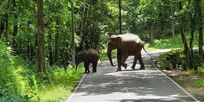 തണ്ണിത്തോട് റോഡില് വന്യമൃഗ സാന്നിധ്യം പതിവാകുന്നു തണ്ണിത്തോട് റോഡില് വന്യമൃഗ സാന്നിധ്യം പതിവാകുന്നു