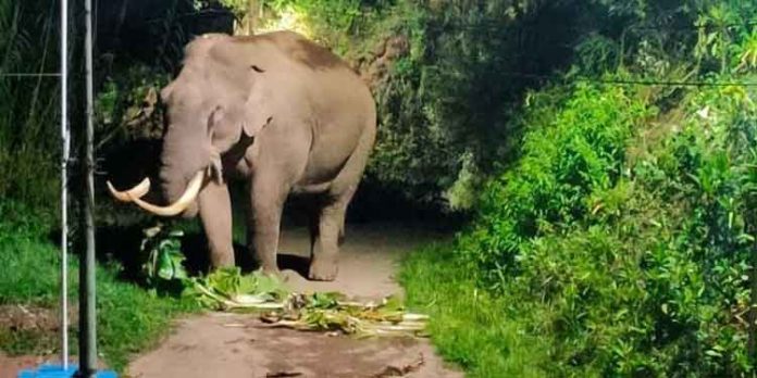 മൂന്നാറിൽ വീണ്ടും പടയപ്പ ഇറങ്ങി ; വ്യാപക കൃഷിനാശം മൂന്നാറിൽ വീണ്ടും പടയപ്പ ഇറങ്ങി ; വ്യാപക കൃഷിനാശം