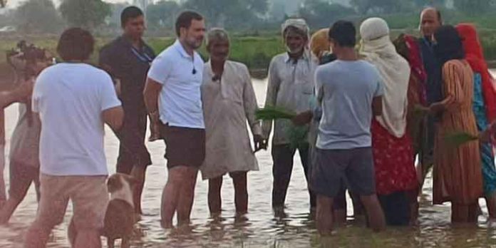 ഹരിയാനയിൽ കർഷകർക്കൊപ്പം ഞാറുനട്ട് രാഹുൽ ഗാന്ധി ഹരിയാനയിൽ കർഷകർക്കൊപ്പം ഞാറുനട്ട് രാഹുൽ ഗാന്ധി