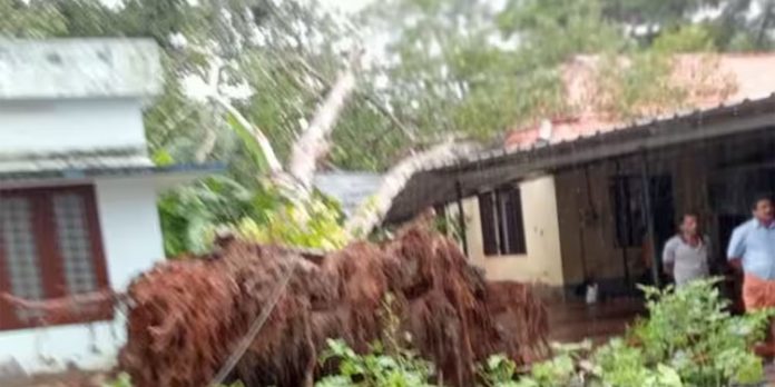 ക്ലാസ് നടക്കവെ സ്കൂൾ കെട്ടിടത്തിന് മുകളിലേക്ക് ആൽമരം കടപുഴകിവീണു ക്ലാസ് നടക്കവെ സ്കൂൾ കെട്ടിടത്തിന് മുകളിലേക്ക് ആൽമരം കടപുഴകിവീണു