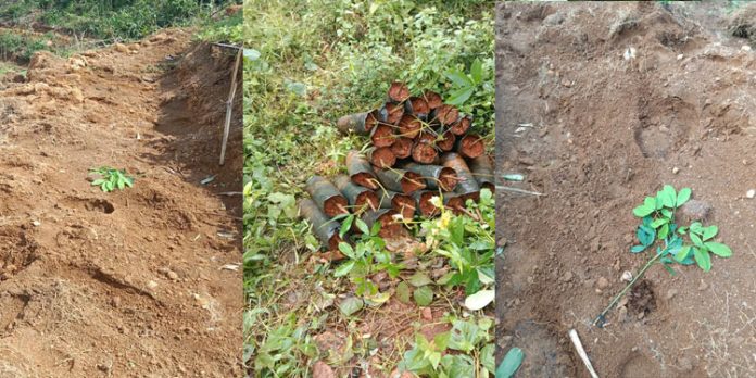തണ്ണിത്തോട് പ്ലാന്റേഷന് കോര്പറേഷന് റബ്ബര് റീ പ്ലാന്റിങ് കാര്യക്ഷമമല്ലെന്ന് ആരോപണം തണ്ണിത്തോട് പ്ലാന്റേഷന് കോര്പറേഷന് റബ്ബര് റീ പ്ലാന്റിങ് കാര്യക്ഷമമല്ലെന്ന് ആരോപണം