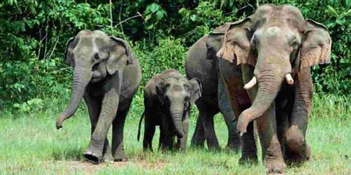 അട്ടപ്പാടിയിൽ കാട്ടാനക്കൂട്ടം ഇറങ്ങി ; ലക്ഷങ്ങളുടെ നാശനഷ്ടം അട്ടപ്പാടിയിൽ കാട്ടാനക്കൂട്ടം ഇറങ്ങി ; ലക്ഷങ്ങളുടെ നാശനഷ്ടം